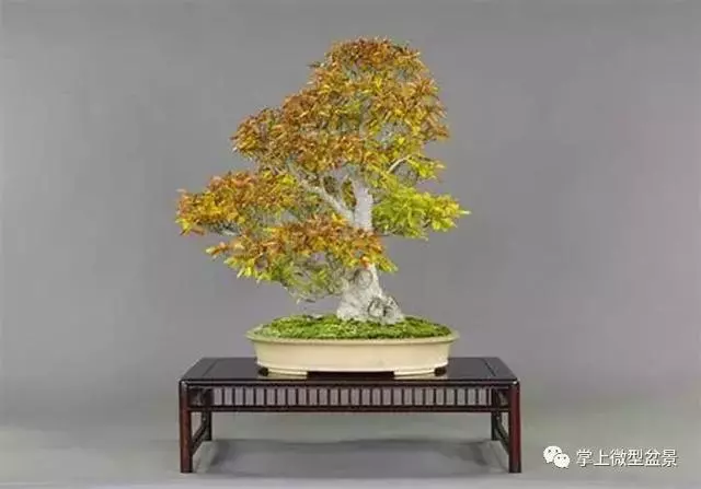 盆景基礎知識:盆景育幹和蓄枝的技巧你會嗎