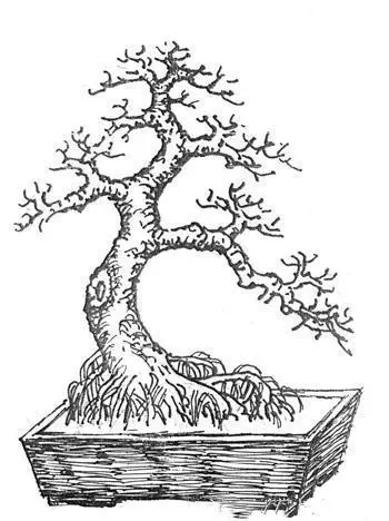 盆景初入門:幾類樹樁盆景根部的改造技巧,一學就會