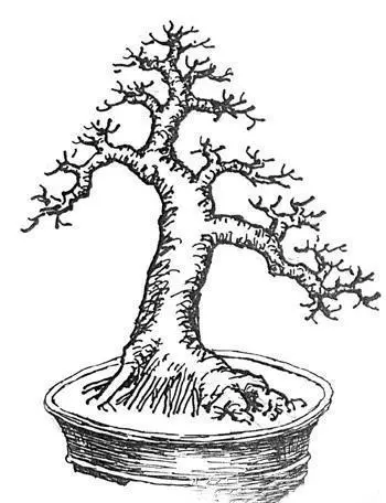 盆景初入門:幾類樹樁盆景根部的改造技巧,一學就會