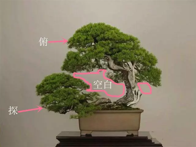 盆景初入門:學習盆景製作,首先要瞭解盆景製作的這幾個法則