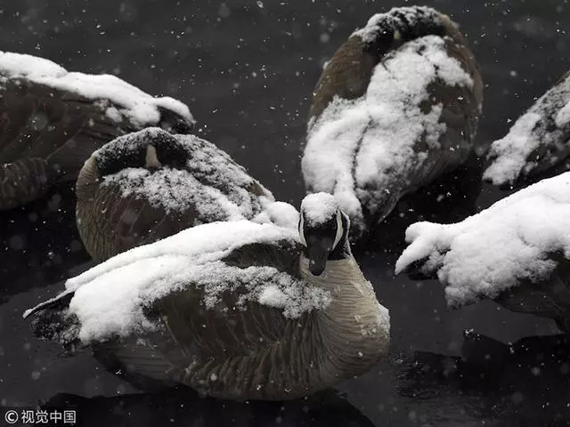 各地的動物世界迎新春!