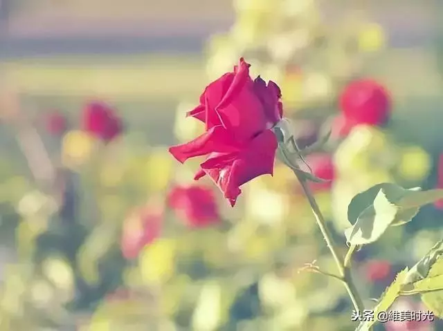 誠信+感恩+人品=做人(精闢)這句話說的真好,好好感悟一下吧!