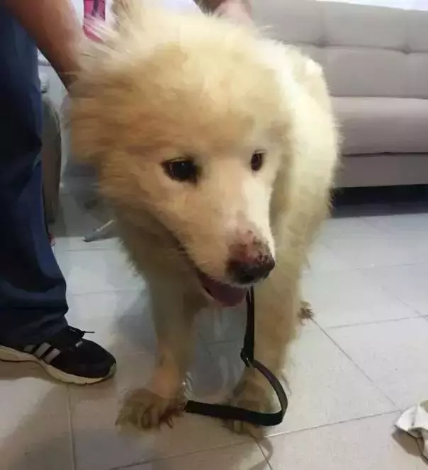 對狗狗有陰影的她領養了皮包骨的薩摩耶,「微笑天使」重現微笑