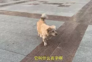 他放棄坐飛機,乘車輾轉28個小時,只為帶狗狗回家過年