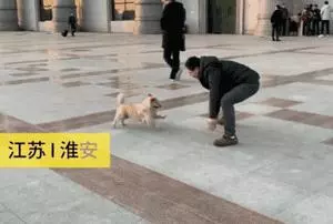 他放棄坐飛機,乘車輾轉28個小時,只為帶狗狗回家過年