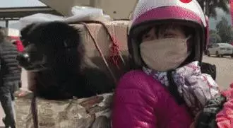 他放棄坐飛機,乘車輾轉28個小時,只為帶狗狗回家過年