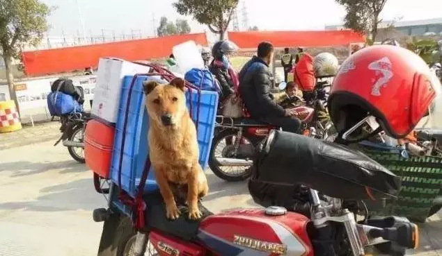 他放棄坐飛機,乘車輾轉28個小時,只為帶狗狗回家過年