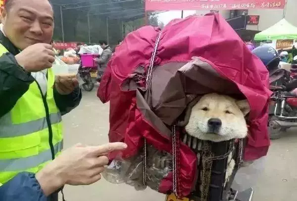 他放棄坐飛機,乘車輾轉28個小時,只為帶狗狗回家過年