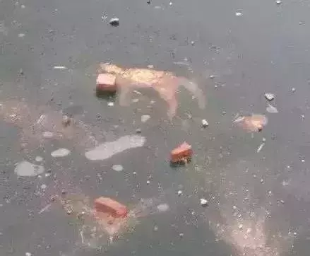 除夕夜,謀殺了多少貓?