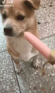 它是一隻小土狗,卻是我心中的無價之寶