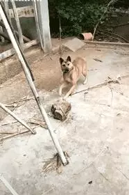 它是一隻小土狗,卻是我心中的無價之寶