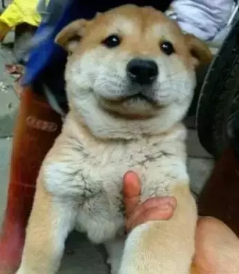 它是一隻小土狗,卻是我心中的無價之寶