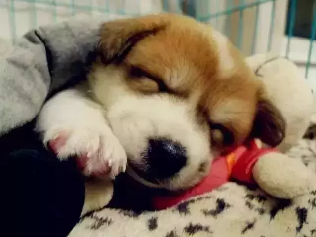 它是一隻小土狗,卻是我心中的無價之寶