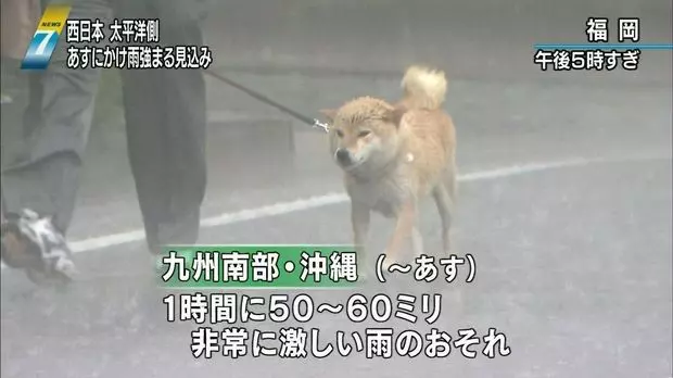 柴柴暴風雨堅持「跟主人出門散步」 留守柯基看到嚇歪:你們484傻?