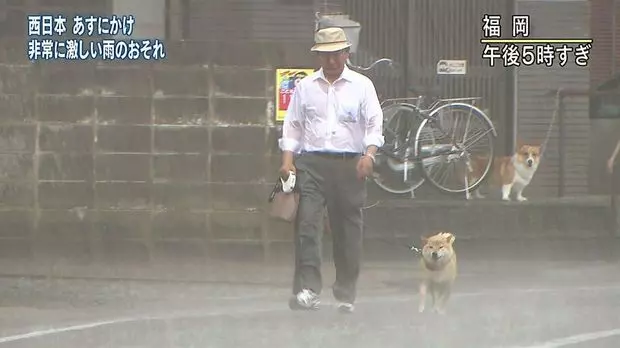柴柴暴風雨堅持「跟主人出門散步」 留守柯基看到嚇歪:你們484傻?