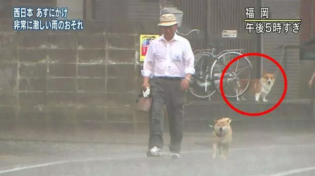 柴柴暴風雨堅持「跟主人出門散步」 留守柯基看到嚇歪:你們484傻?
