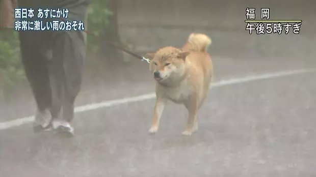 柴柴暴風雨堅持「跟主人出門散步」 留守柯基看到嚇歪:你們484傻?