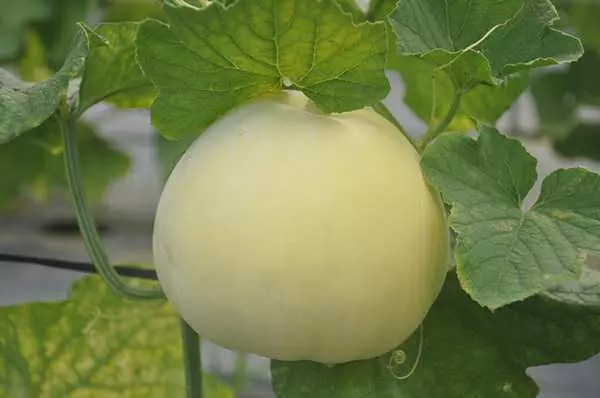 去寺廟拜拜「5大禁忌」一定要注意!80%的人都犯錯了!