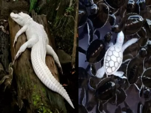 全開的白孔雀就像隻仙獸...23個「上帝忘記塗色」的白化症動物!網:「實在太美了!」