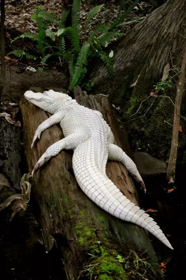 全開的白孔雀就像隻仙獸...23個「上帝忘記塗色」的白化症動物!網:「實在太美了!」
