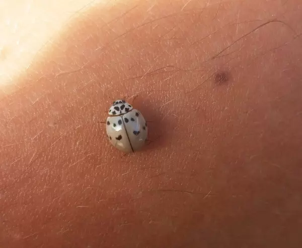 全開的白孔雀就像隻仙獸...23個「上帝忘記塗色」的白化症動物!網:「實在太美了!」