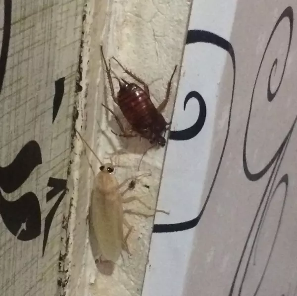全開的白孔雀就像隻仙獸...23個「上帝忘記塗色」的白化症動物!網:「實在太美了!」