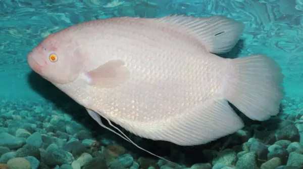 全開的白孔雀就像隻仙獸...23個「上帝忘記塗色」的白化症動物!網:「實在太美了!」