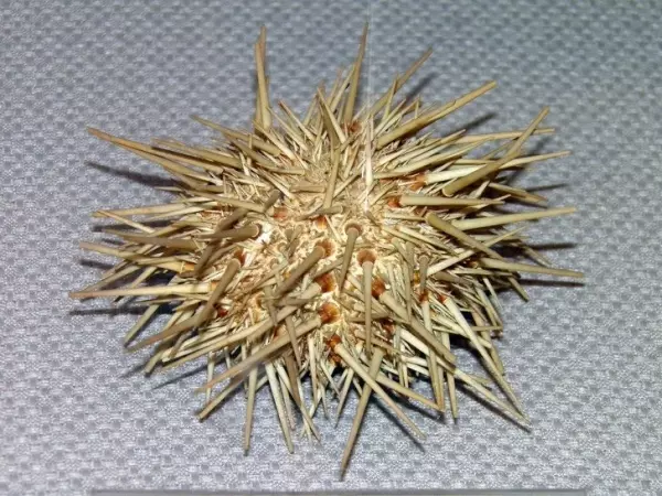 全開的白孔雀就像隻仙獸...23個「上帝忘記塗色」的白化症動物!網:「實在太美了!」