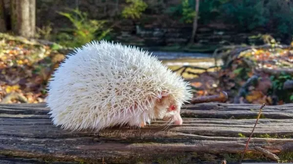 全開的白孔雀就像隻仙獸...23個「上帝忘記塗色」的白化症動物!網:「實在太美了!」