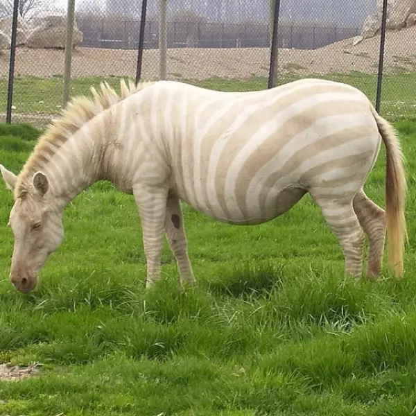 全開的白孔雀就像隻仙獸...23個「上帝忘記塗色」的白化症動物!網:「實在太美了!」