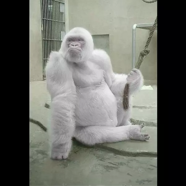 全開的白孔雀就像隻仙獸...23個「上帝忘記塗色」的白化症動物!網:「實在太美了!」
