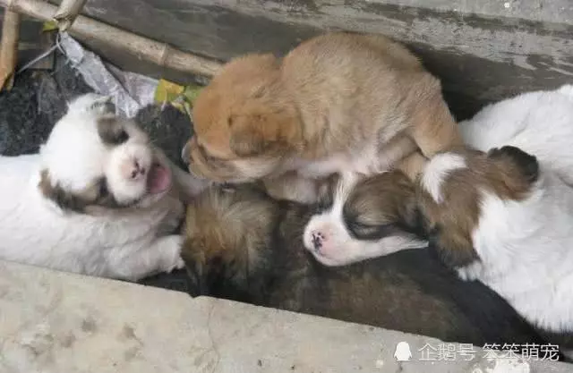 母狗在路邊不停作揖,有人過來就使勁拖褲腳,跟它過去一看淚目了