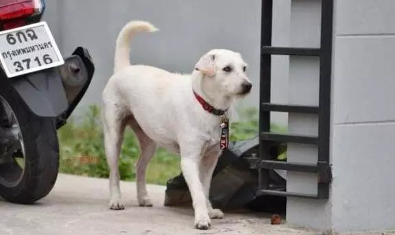 慶祝失蹤愛犬回家!泰男擺流水席任人吃,鄰居:誰能比他更愛狗