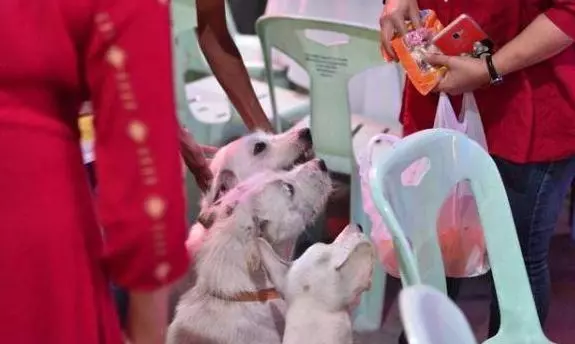 慶祝失蹤愛犬回家!泰男擺流水席任人吃,鄰居:誰能比他更愛狗