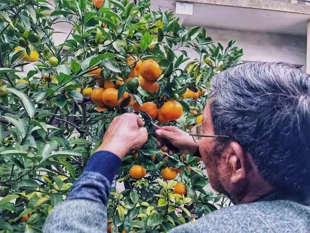 75歲阿公痴迷果樹嫁接,他在一棵樹上種出11種水果