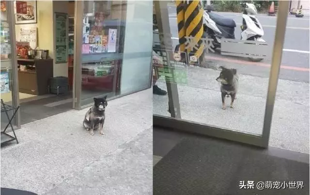 今天生意不好?黑柴坐超市門口等吃,脖子上的掛牌笑翻網友