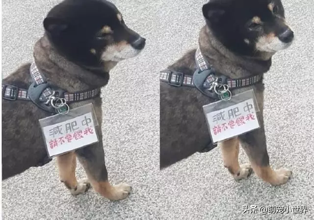 今天生意不好?黑柴坐超市門口等吃,脖子上的掛牌笑翻網友