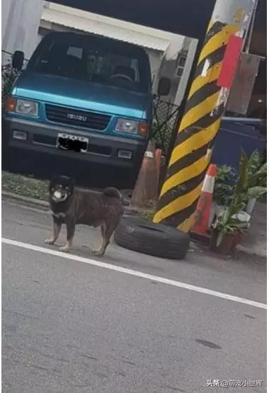 今天生意不好?黑柴坐超市門口等吃,脖子上的掛牌笑翻網友