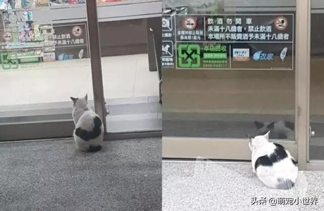 今天生意不好?黑柴坐超市門口等吃,脖子上的掛牌笑翻網友