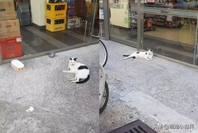 今天生意不好?黑柴坐超市門口等吃,脖子上的掛牌笑翻網友