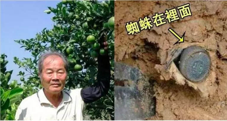 農民鋤地發現泥土硬硬的,挖開以為是古董...牠一動才知是「中國最古老蜘蛛」!