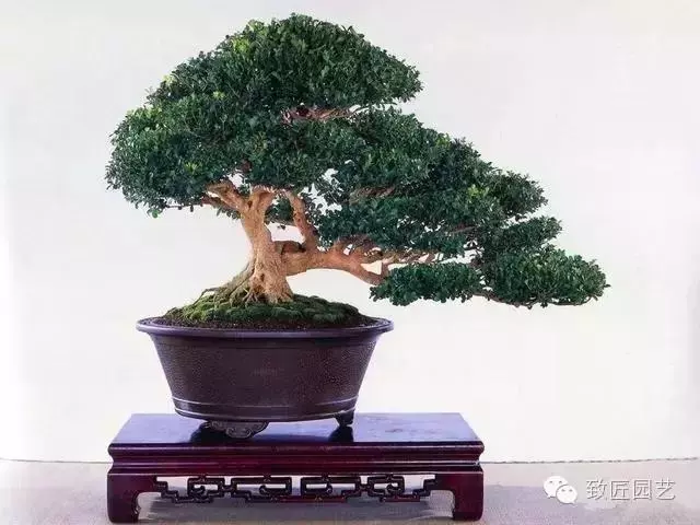 盆景素材你會挑選嗎 盆景素材挑選可是大有學問