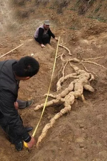 以為自己挖到了「人蔘」,結果是另一種可怕的東西!