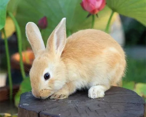 如果這7種動物不請自來家裡,竟是吉兆,千萬不要趕走他!!
