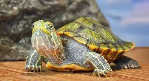 如果這7種動物不請自來家裡,竟是吉兆,千萬不要趕走他!!