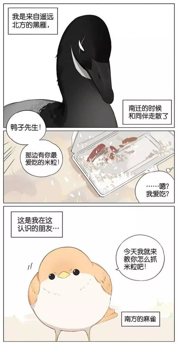 當北方的黑雁遇上南方的麻雀 「讓心融化的」超萌漫畫誕生!竟然因為鳥類心動了~