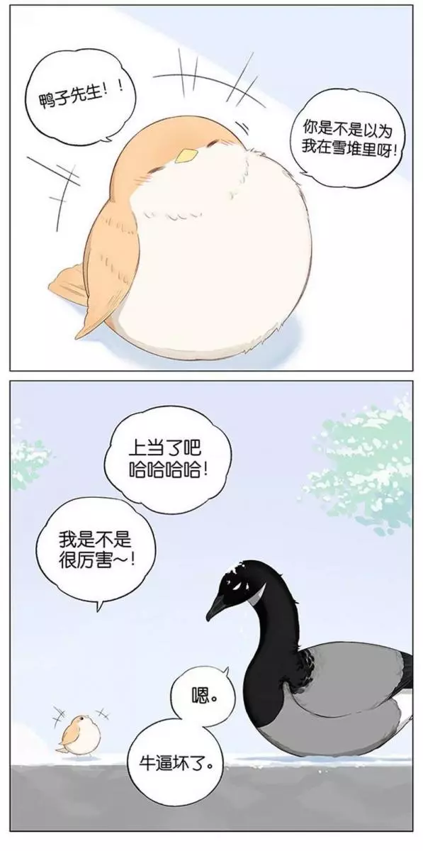當北方的黑雁遇上南方的麻雀 「讓心融化的」超萌漫畫誕生!竟然因為鳥類心動了~