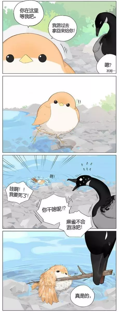 當北方的黑雁遇上南方的麻雀 「讓心融化的」超萌漫畫誕生!竟然因為鳥類心動了~