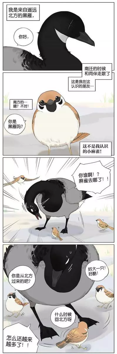 當北方的黑雁遇上南方的麻雀 「讓心融化的」超萌漫畫誕生!竟然因為鳥類心動了~