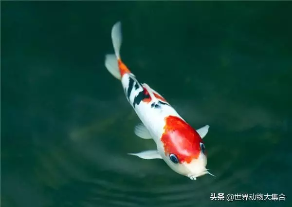 烏龜最長壽?那你是不知道有一種動物永生不滅